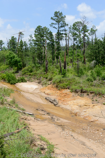 Bastrop State Park, TX, USA